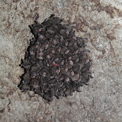 Carousel post from nysdec.