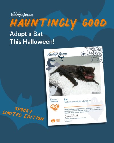 Photo post from wildliferescuebc.