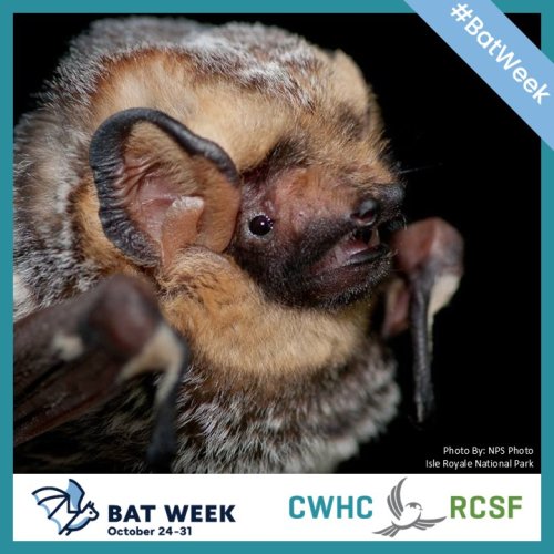 Photo post from cwhcrcsf.