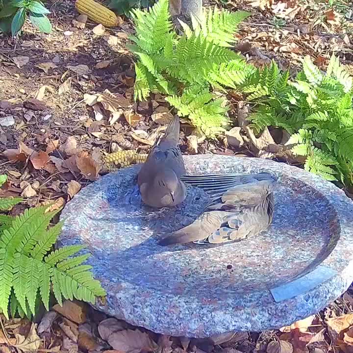 Video post from preener_garden.