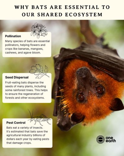 Photo post from oneearth.