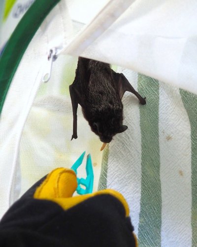 Photo post from torontowildlifecentre.