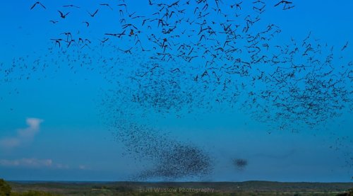 Photo post from jillwussowphotography.