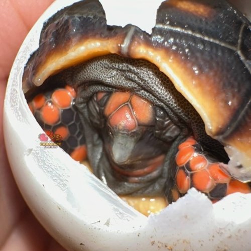 Photo post from carapacecritters.