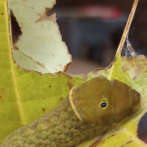 Photo post from thebeeandbee042608.