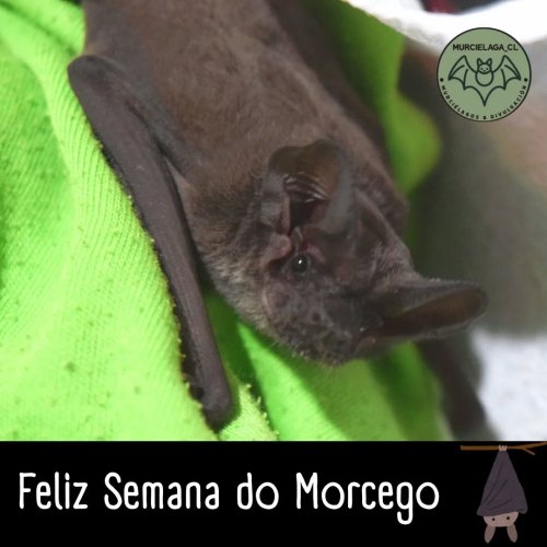 Carousel post from murcielaga_cl.