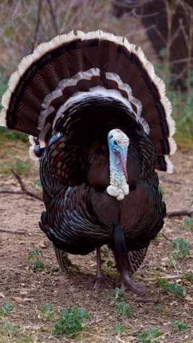 Video post from visittucson.