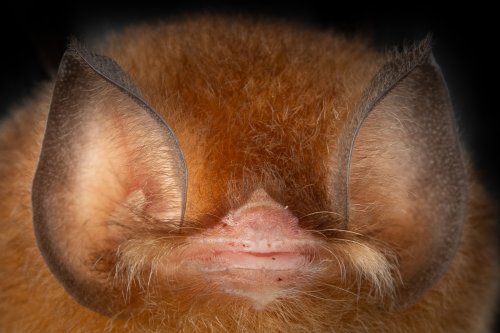 Carousel post from josegabrielwildlife.