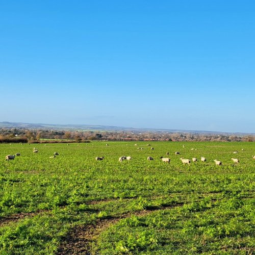 Photo post from crowmarshbattlefarms.