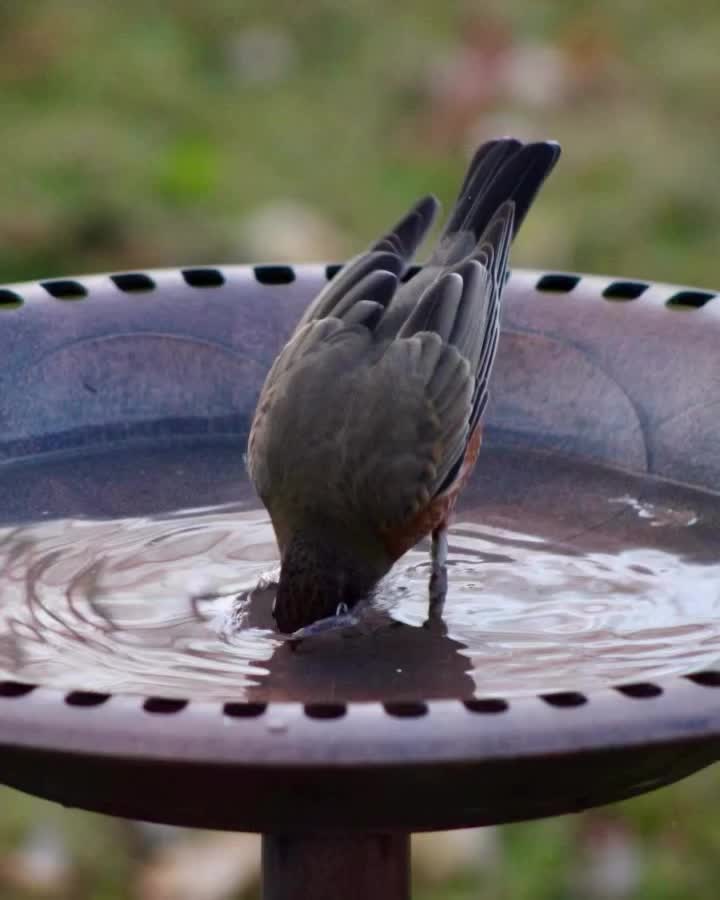 Video post from mggreenecomo.