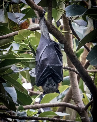 Carousel post from jcapelin_art_photography.