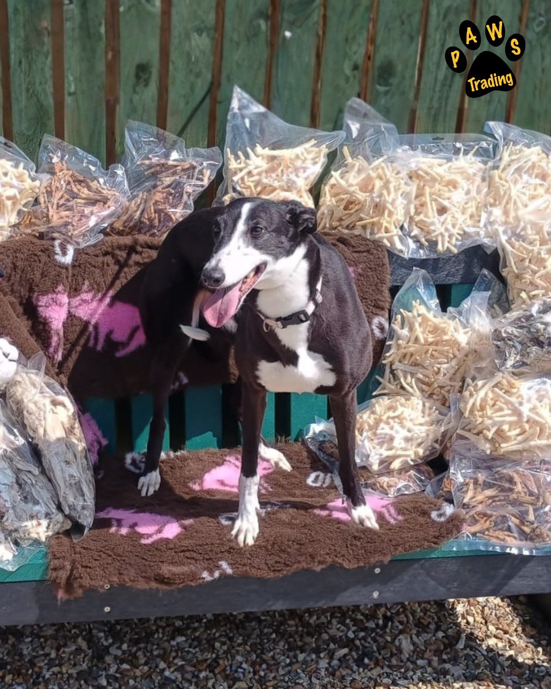 Photo post from pawstrading.