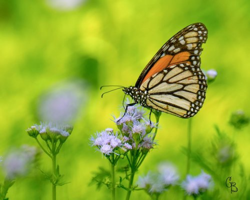 Photo post from texas_pixels.