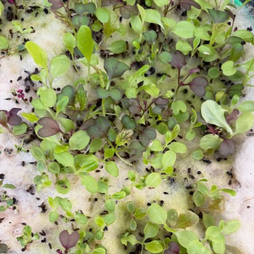 Photo post from gardenhousebrighton.