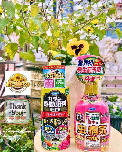 千花繚乱 千輪咲きひまわりでおうち華やかキャンペーン｜カダンLIFE