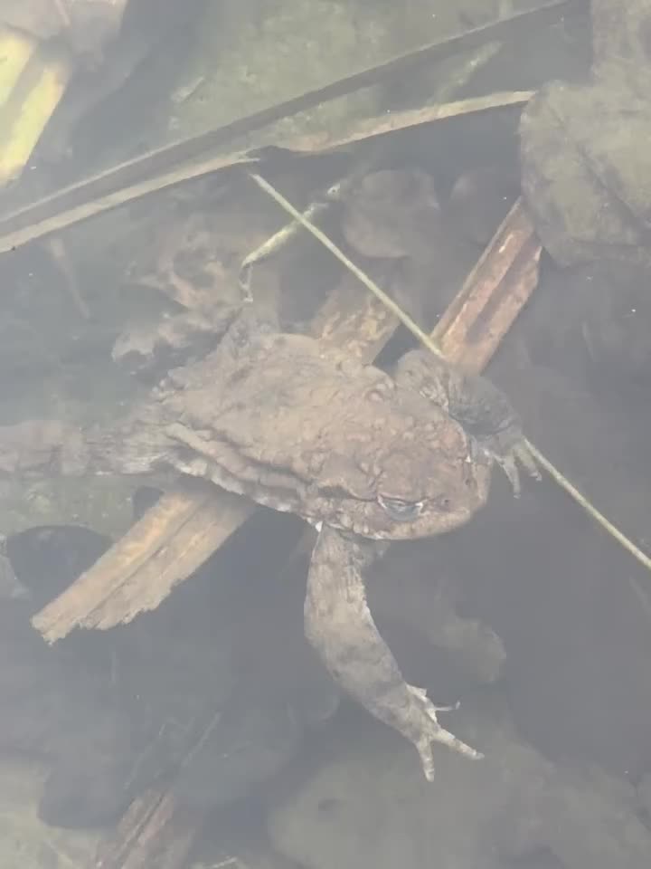 Carousel post from caissongardens.