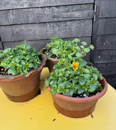 Photo post from gardenhousebrighton.