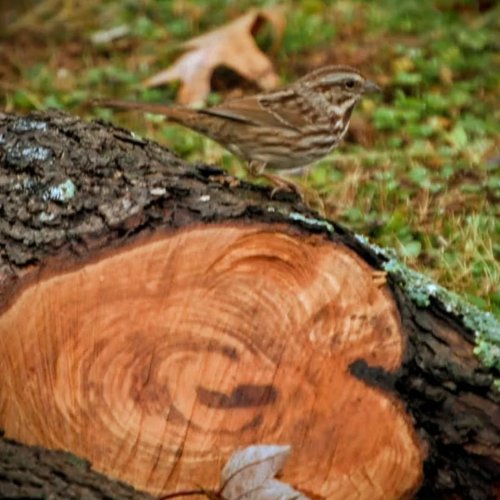 Photo post from thebeeandbee042608.