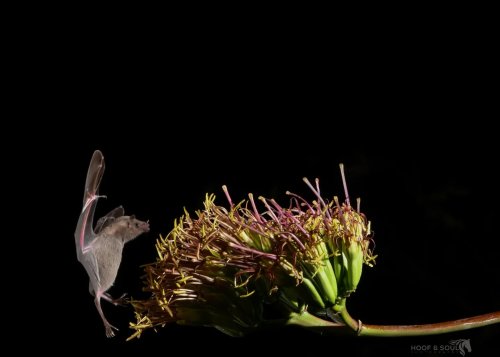 Photo post from lovey_animals_forever_.