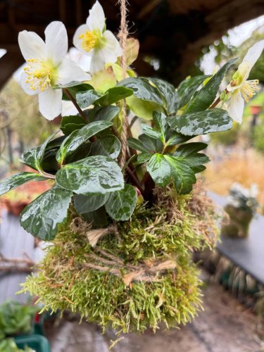 Photo post from gardenhousebrighton.