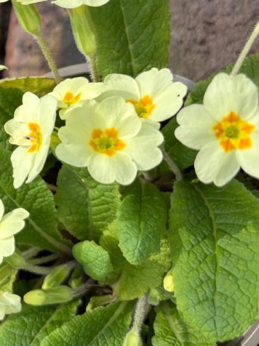 Photo post from gardenhousebrighton.