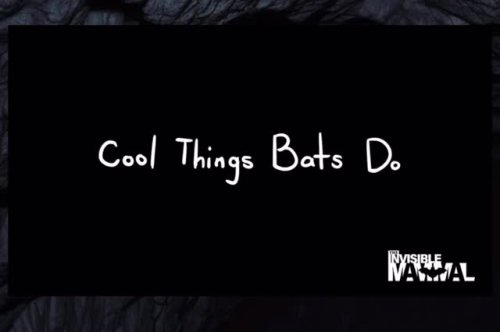 Video post from forthebirdsofacadiana.