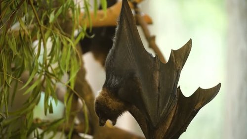 Video post from cinebeth.