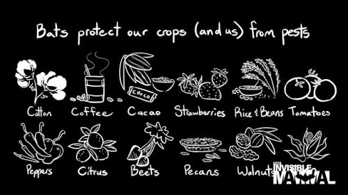 Video post from pittsfordtown.