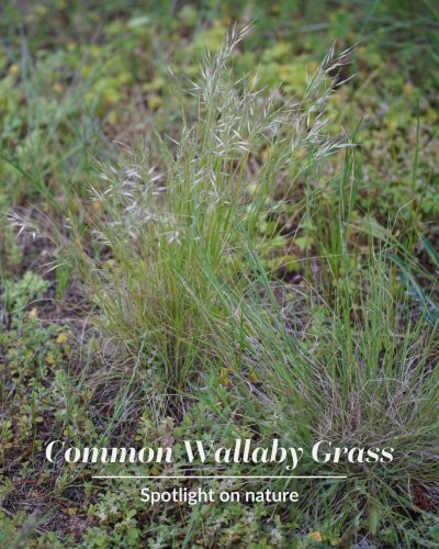 Carousel post from vicnationalparks.