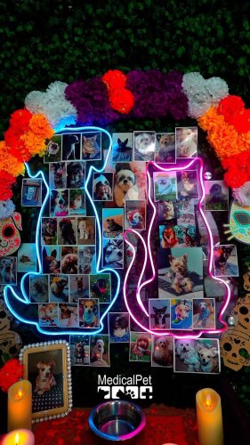 Video post from medicalpettj.