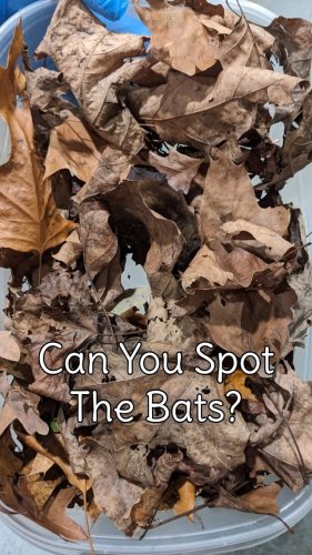 Video post from swvawildlife.