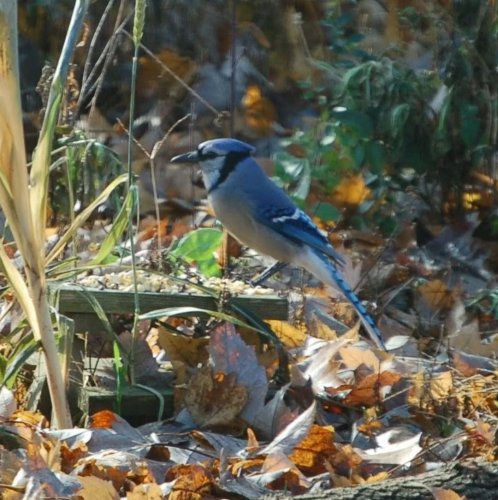 Photo post from thebeeandbee042608.