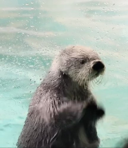 Video post from manekiinu.