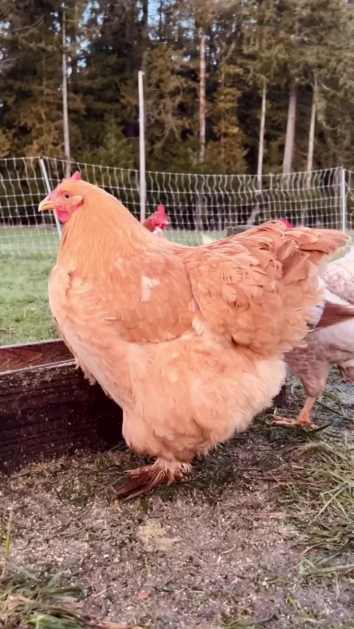 Video post from hungryhollowfarm.