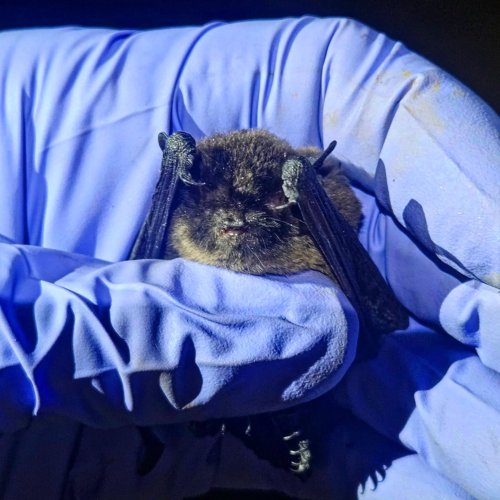 Photo post from the_wild_ferocious_sara.