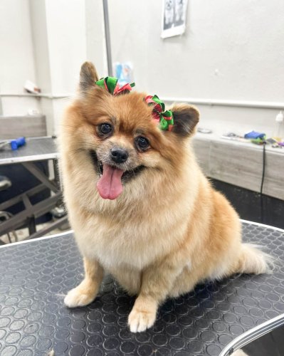 Photo post from medicalpettj.