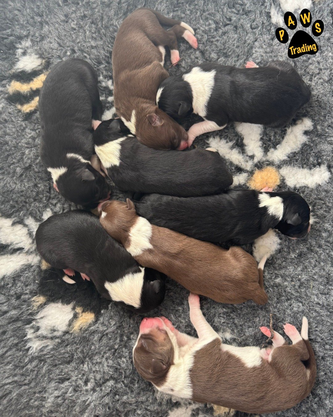 Photo post from pawstrading.