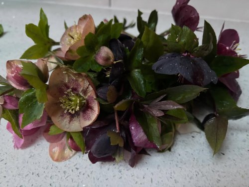 Photo post from gardenhousebrighton.