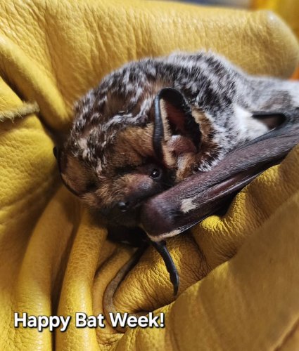 Photo post from azbatrescue.