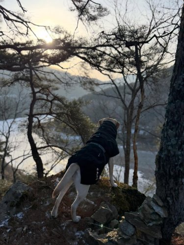 Carousel post from woojoo_the_labrador.