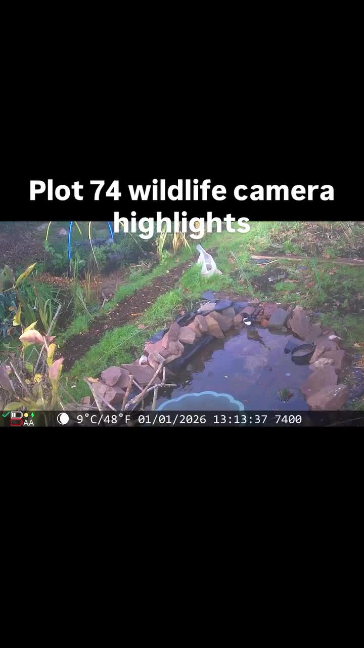 Video post from myallotmentatnewport.