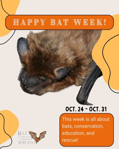 Photo post from batconservation_resq_va.