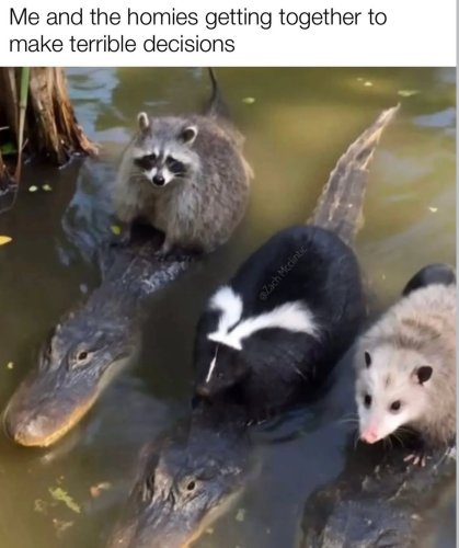 Photo post from njexoticpets.