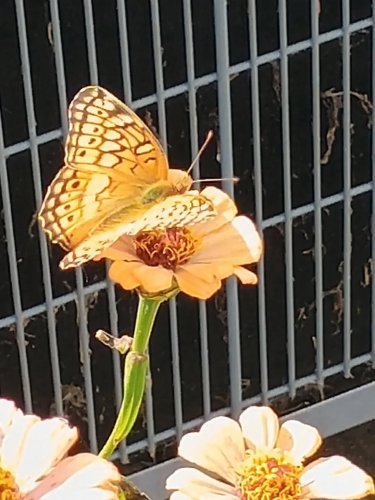 Carousel post from thebeeandbee042608.