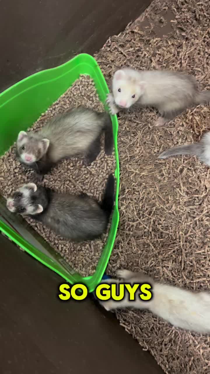 Video post from njexoticpets.