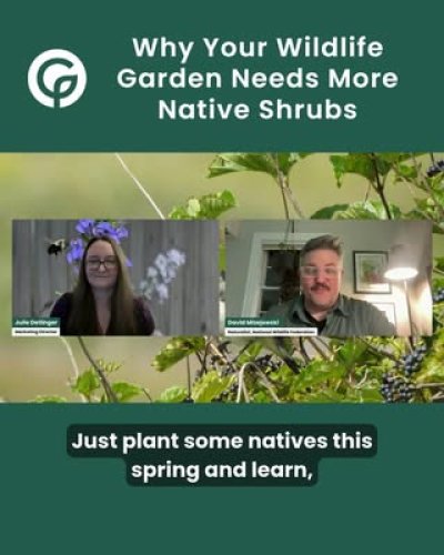 Video post from gardenforwildlife.