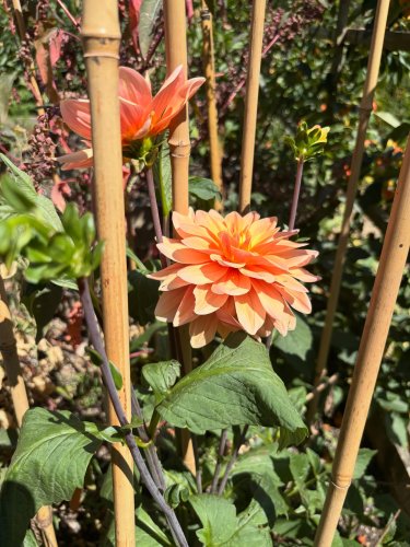 Photo post from gardenhousebrighton.