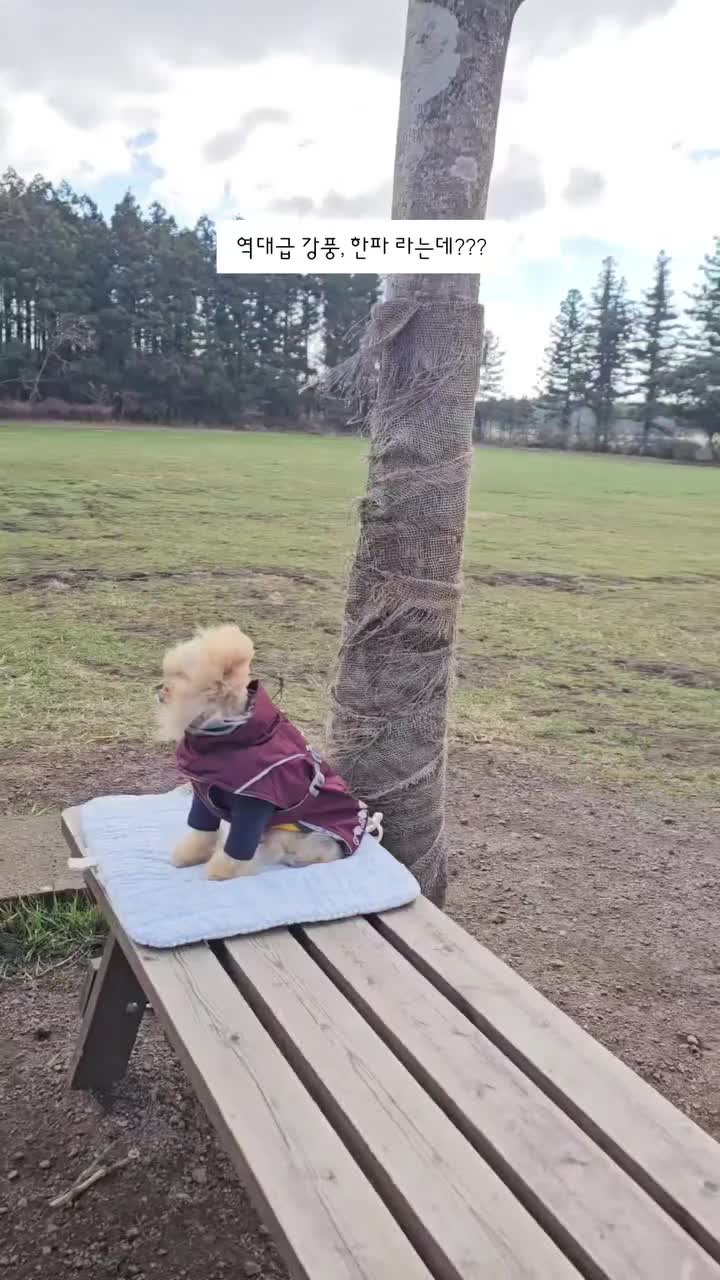 Video post from yes.mungchi.