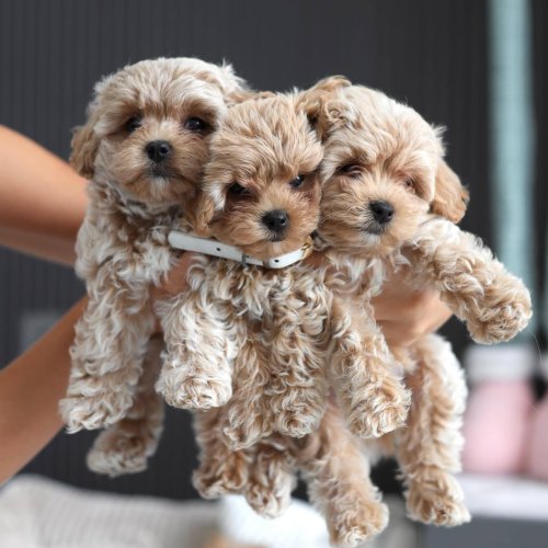 Carousel post from smallbreedpethome.