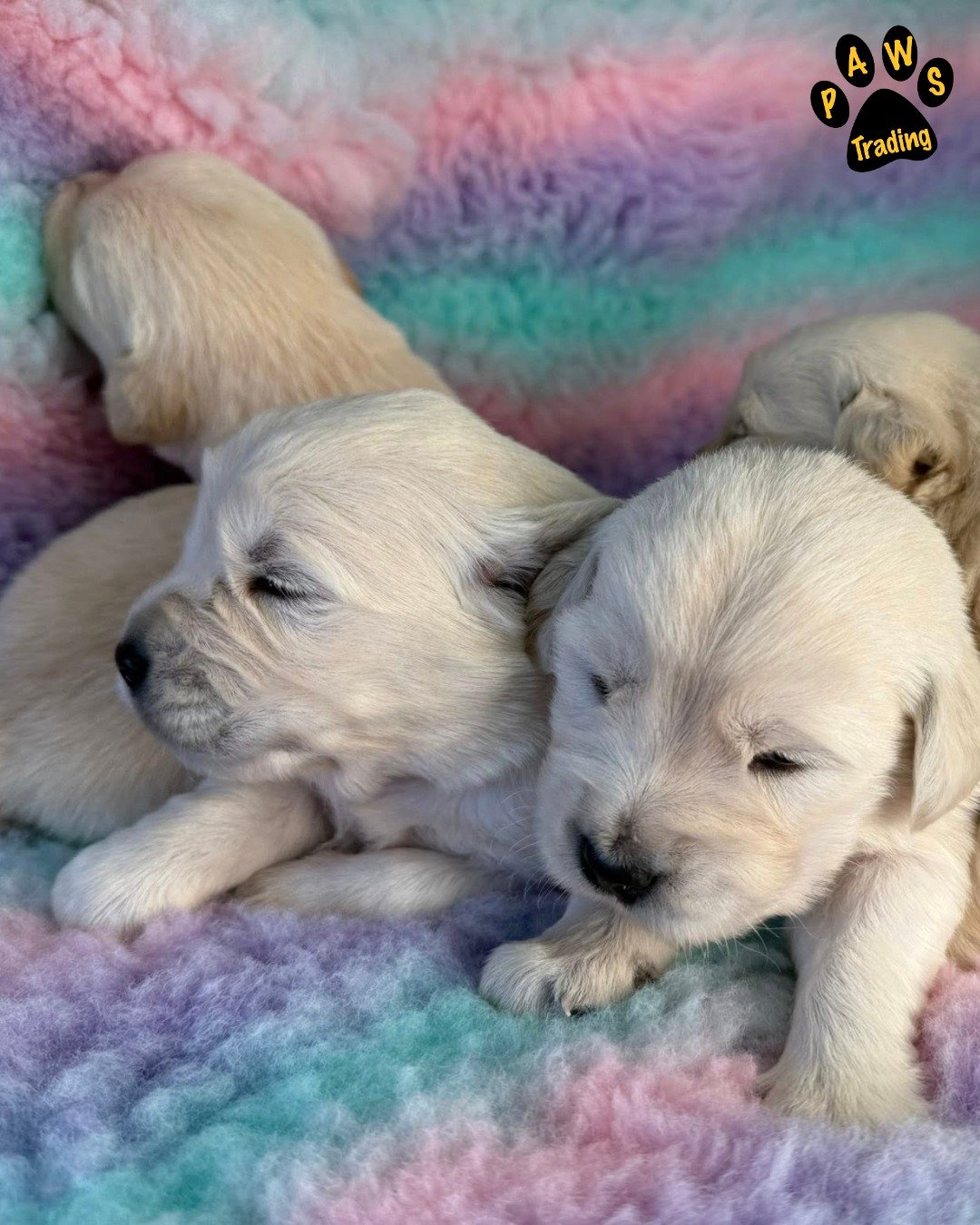 Photo post from pawstrading.